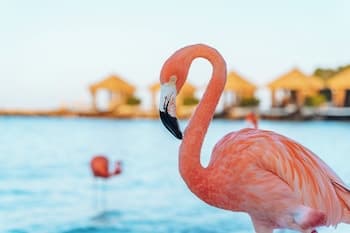 Renaissance Wind Creek Aruba Resort