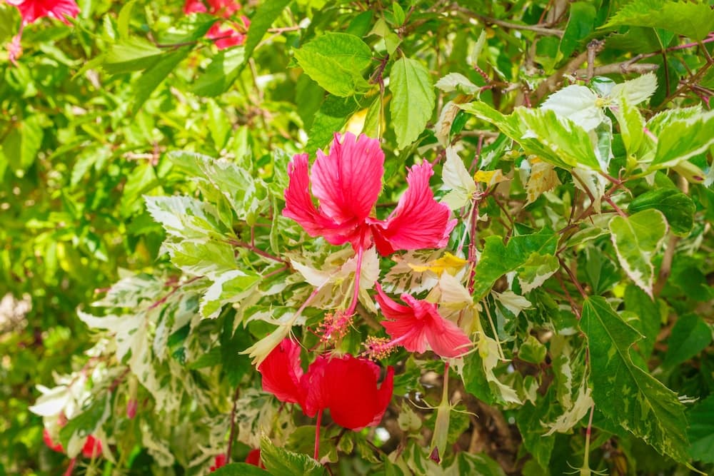 Franklyn D. Resort & Spa - All Inclusive