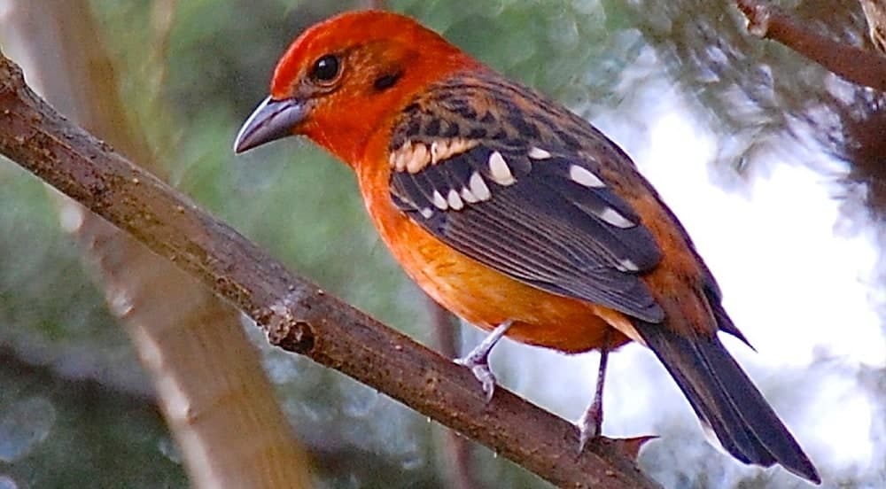 Boquete Garden Inn Hotel