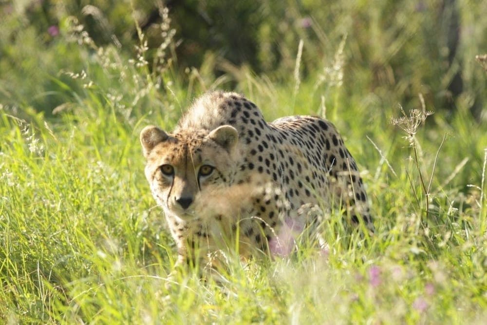 Bear Lodge - Glamping