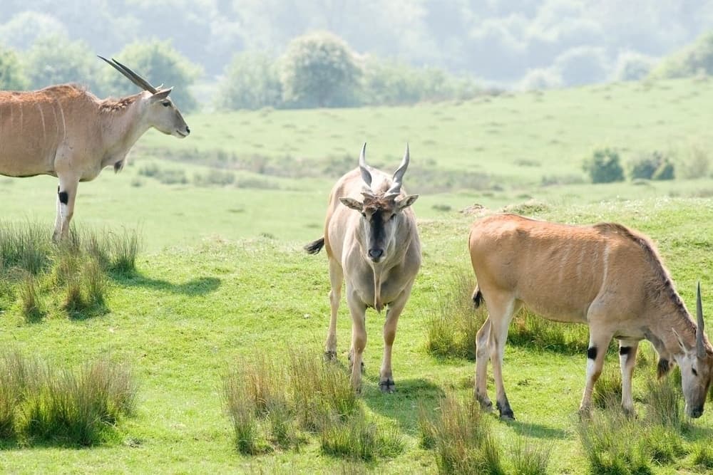 Port Lympne Reserve - Livingstone Lodge