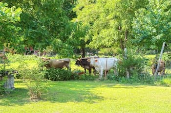 Horses Welcome: Marble Falls Home w/ Grill!