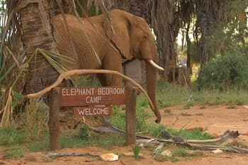 Elephant Bedroom Camp
