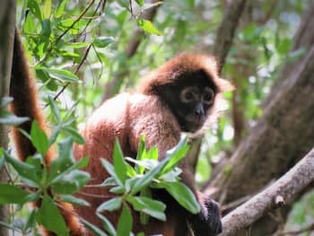 Chosa Manglar Nature Retreat