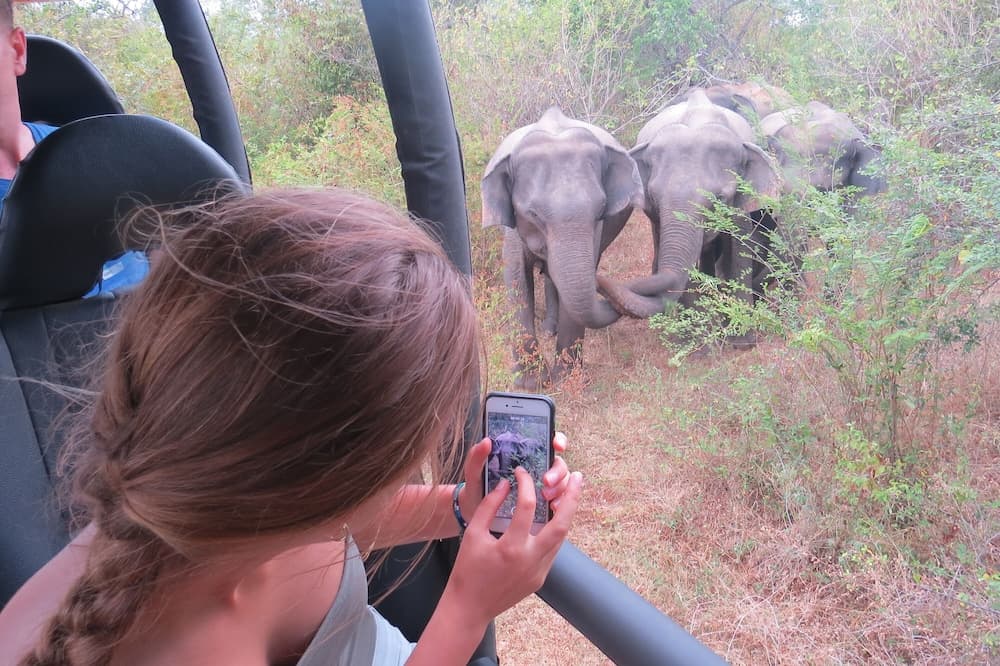 Big Game - Udawalawe by Eco Team