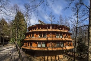 Huilo Huilo Reino Fungi