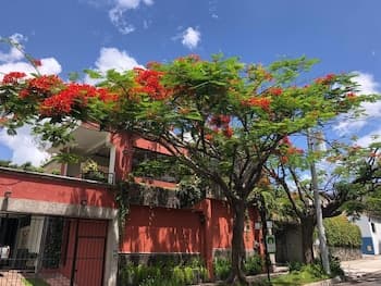 Árbol de Fuego Eco-Hotel