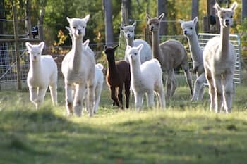 Norrängens Alpacka - Det lilla boutiquehotellet med en fluffy twist