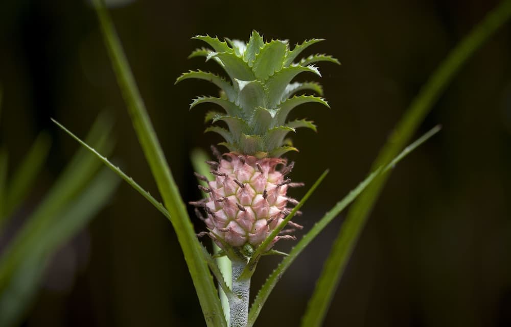 Congo Bongo EcoVillage Costa Rica