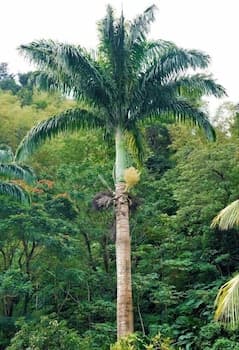 Natty Tropical Valley