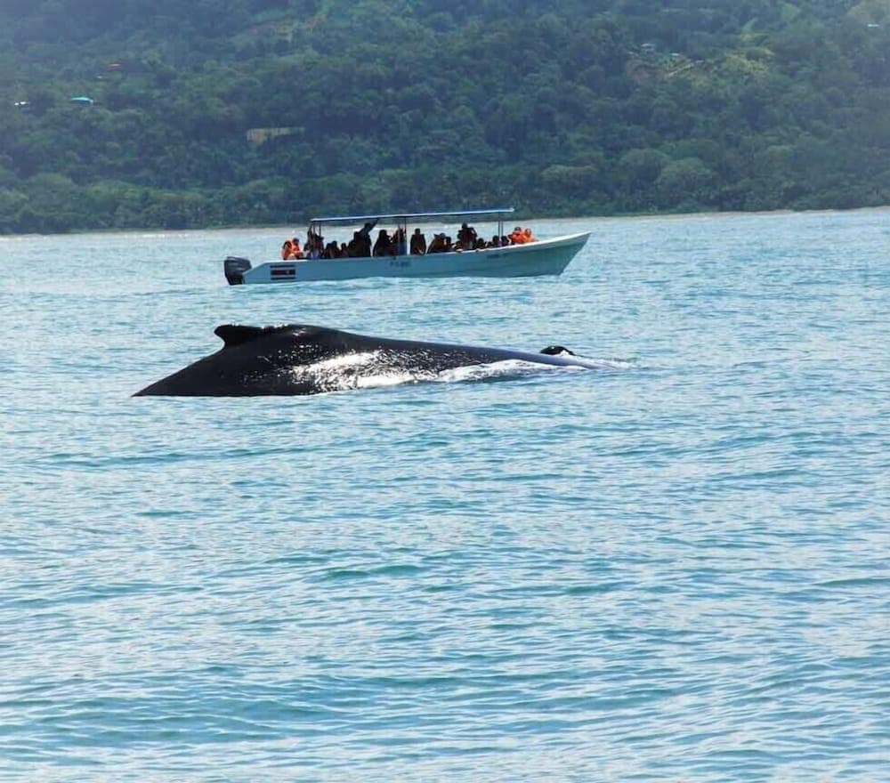 Tropical Sands Dominical Eco Inn