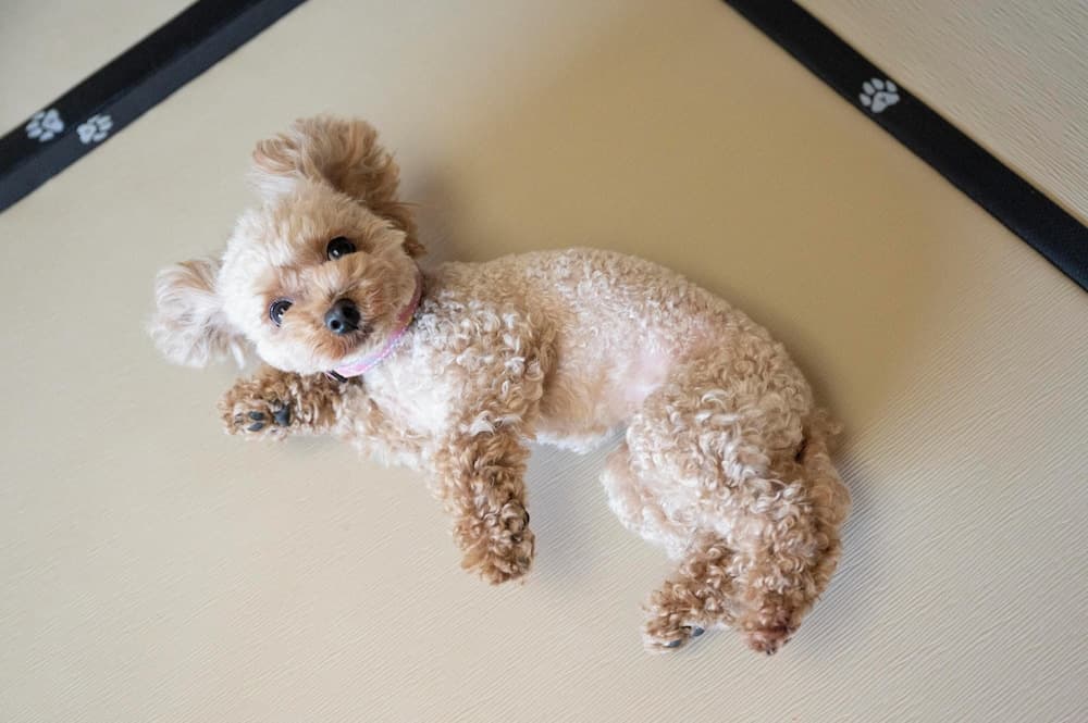 Hamanako Wan Wan Paradise Hotel