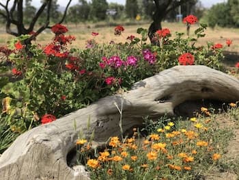 Cabaña Toros Pintos
