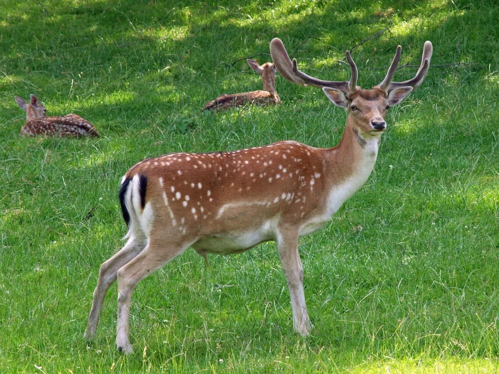Waldhotel Felsenkeller