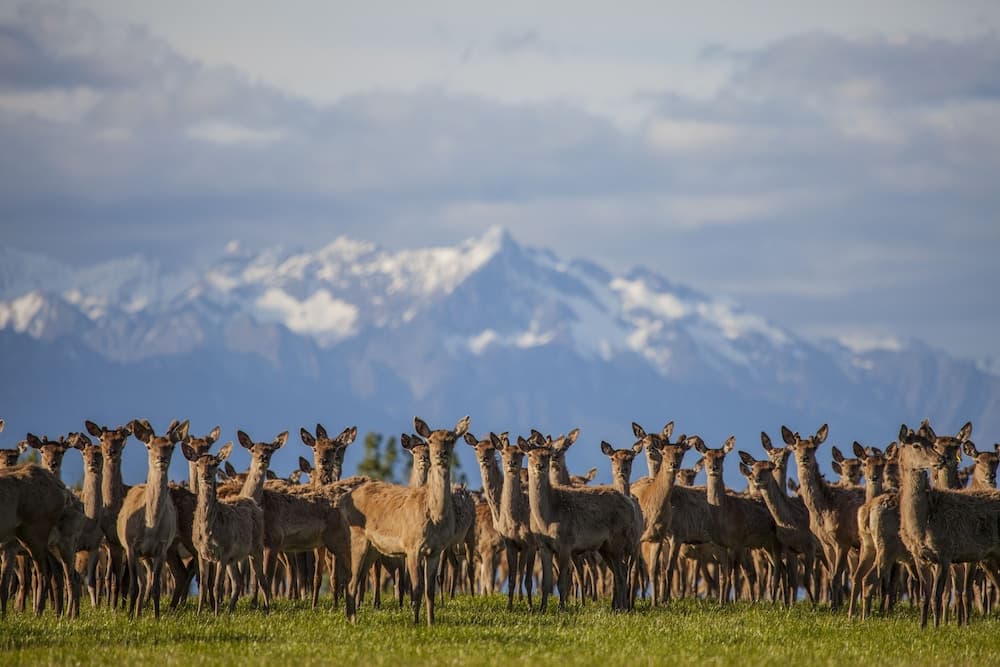 Criffel Station Farmstay