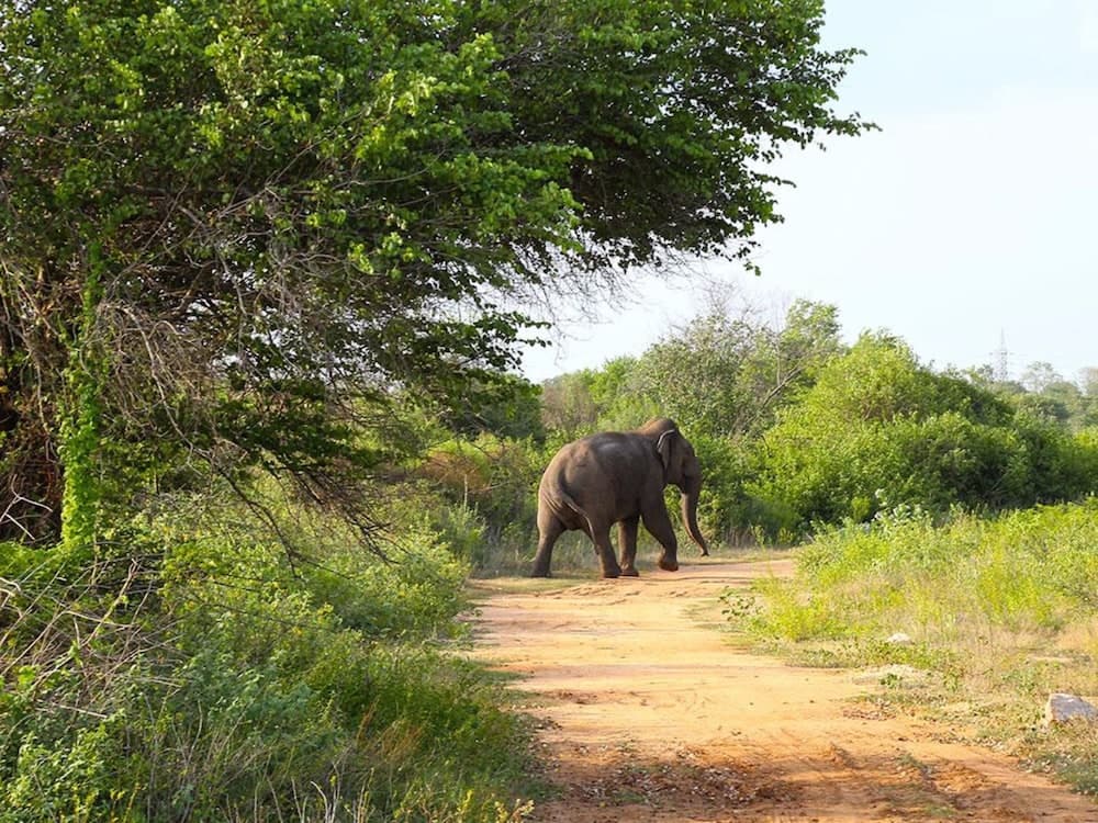 Best Life Eco Resort Mattala