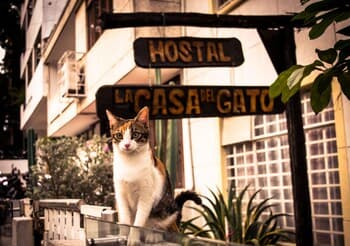 Hostal Casa del Gato - Hostel