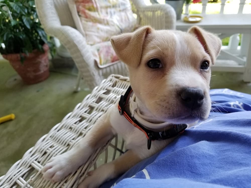 Rosemont B&B Cottages