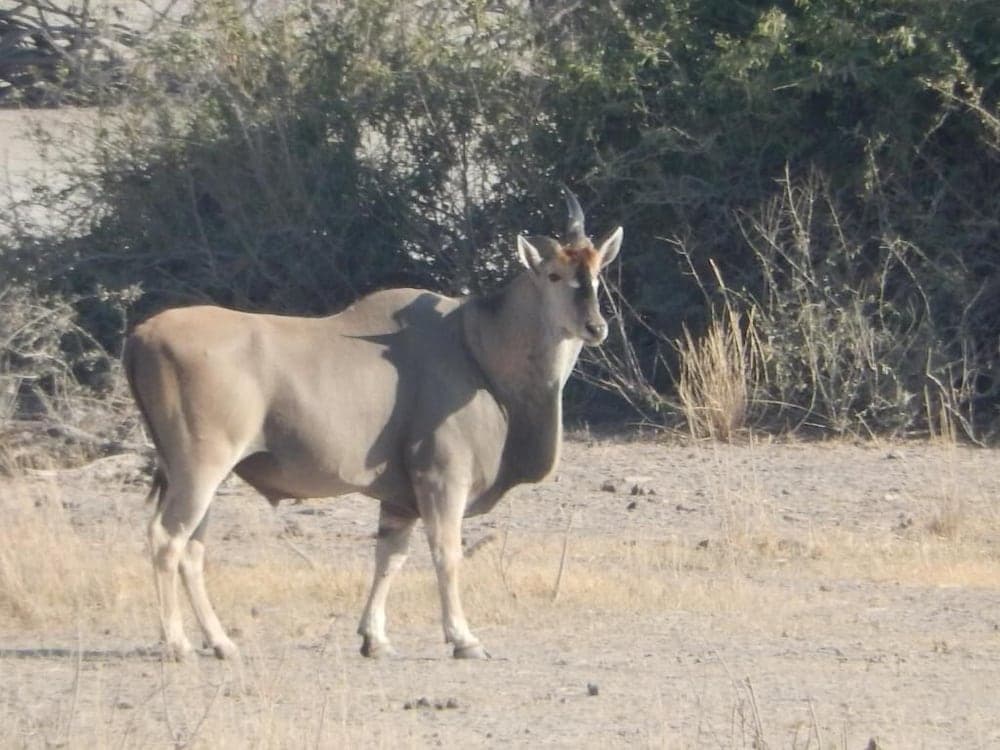Thobolo's Bush Lodge