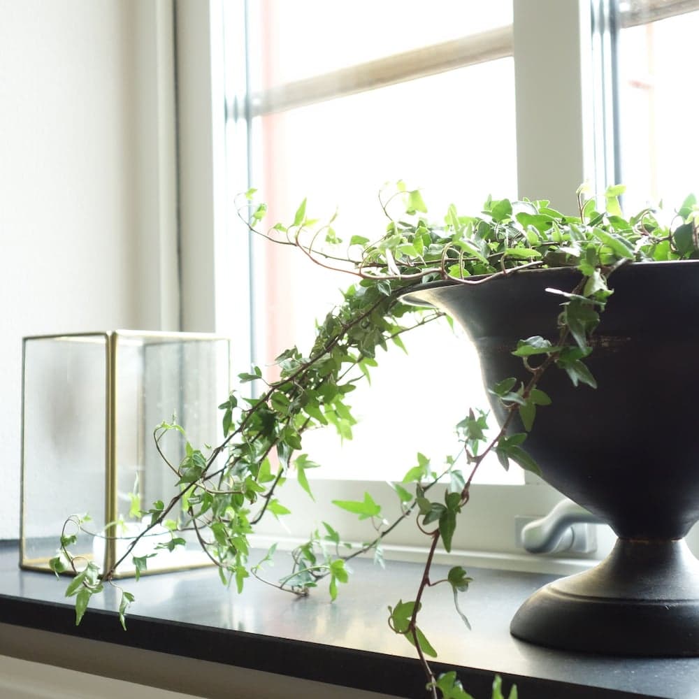 Flädie Mat & Vingård