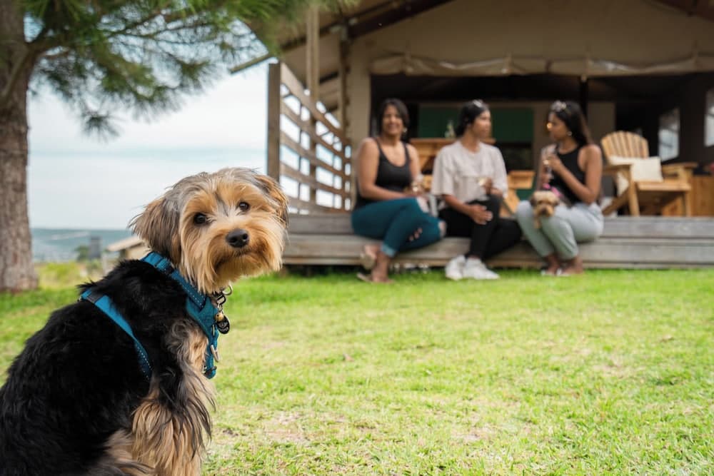AfriCamps at Stanford Hills Estate- Glamping