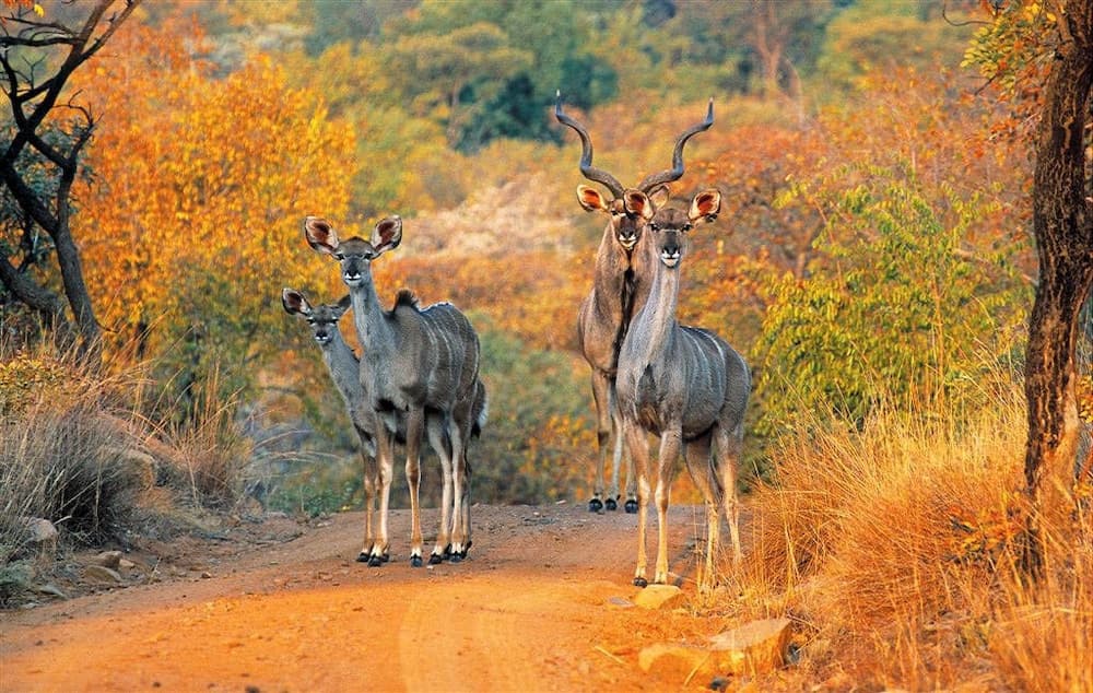 Nungubane Game Lodge