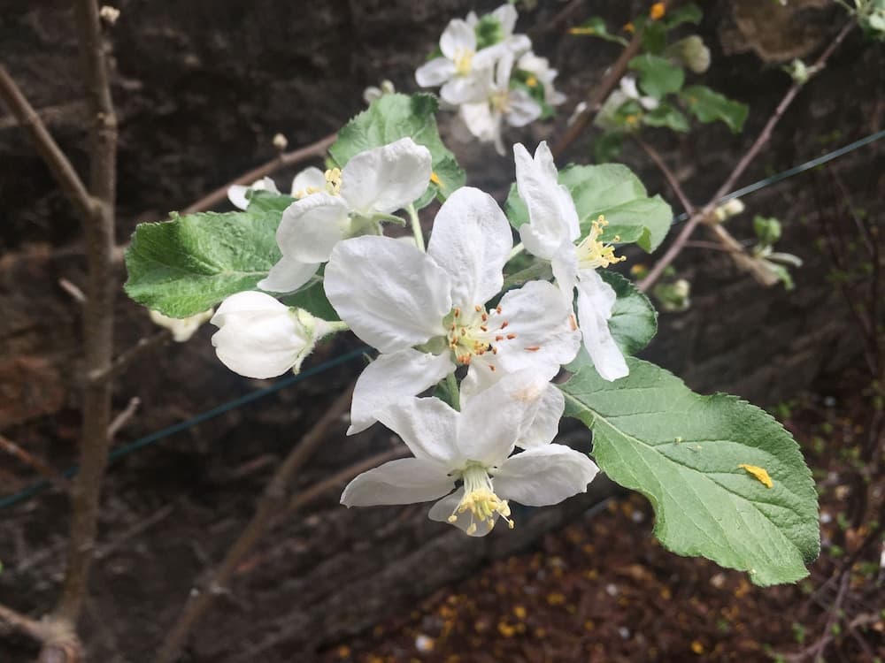 Blauhouse Apartments