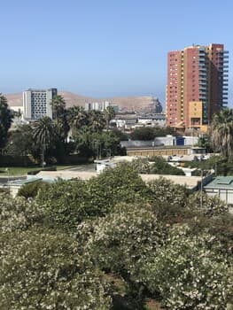 Pacifico Arica Parque Socoroma