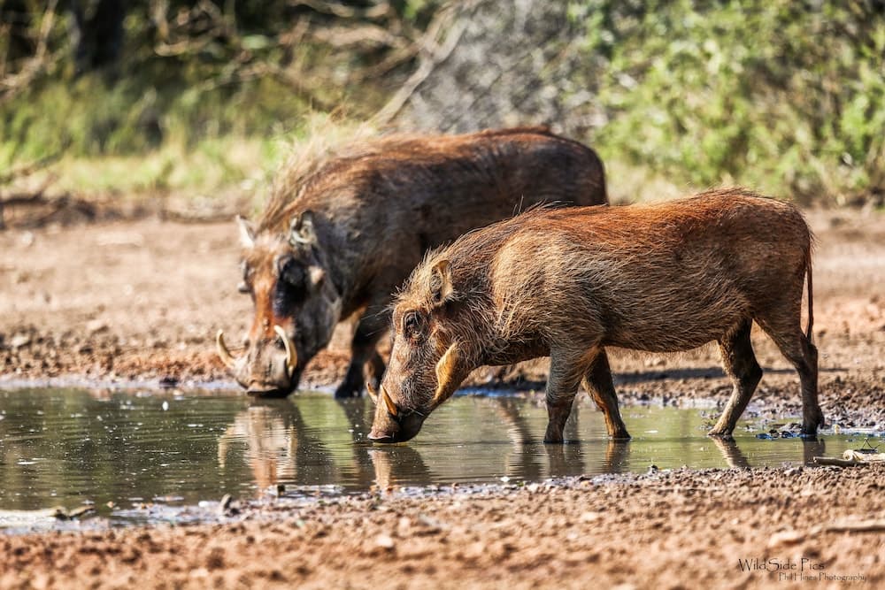 Zingela Nature Reserve - Doornstock Lodge