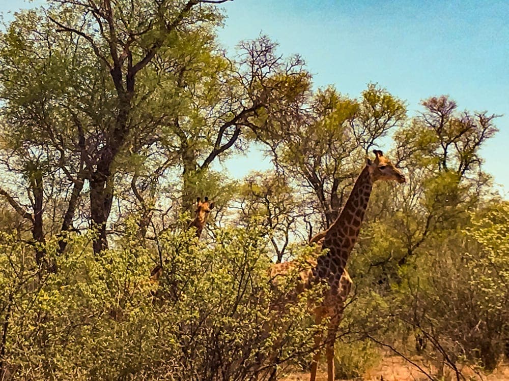 Zingela Nature Reserve - Leadwood Lodge