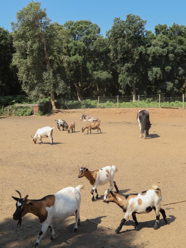 Le Rendez-vous de l'Été