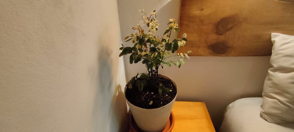 Encino House Hotel Boutique