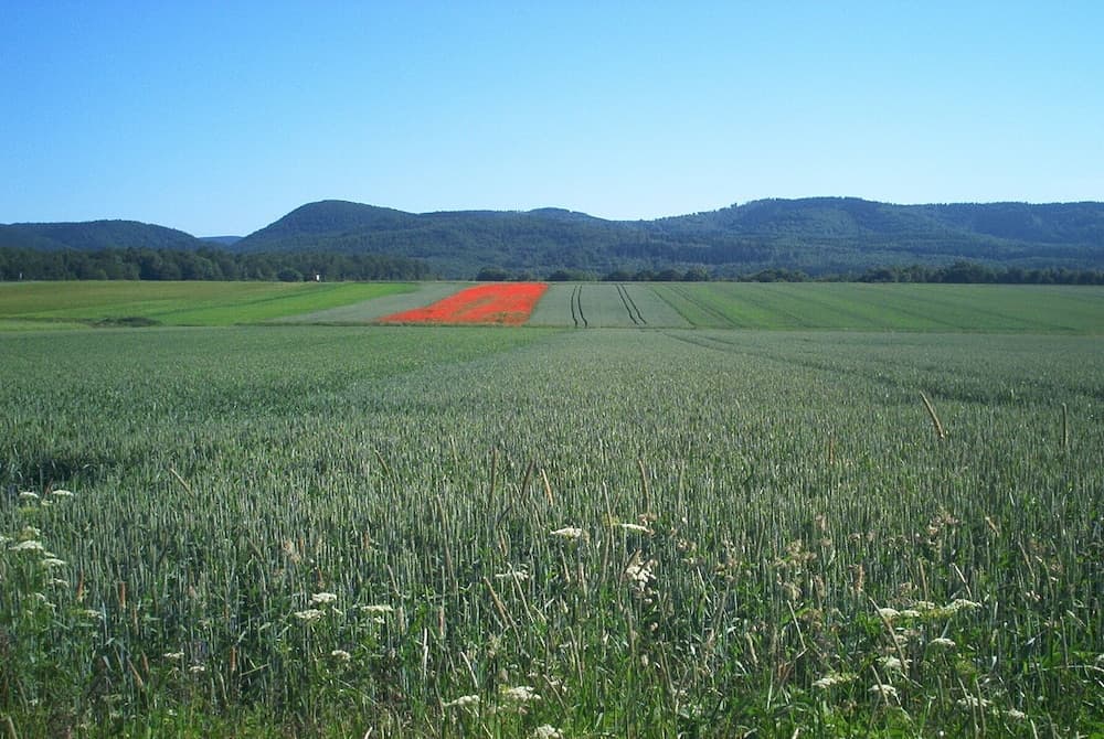 Ferienwohnung Stricker Bad Sachsa