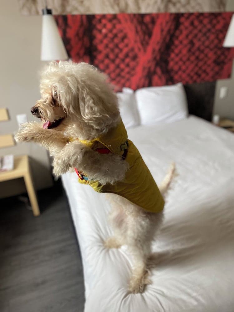 ibis Mexico Tlalnepantla