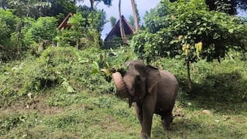 Green Forest Tangkahan
