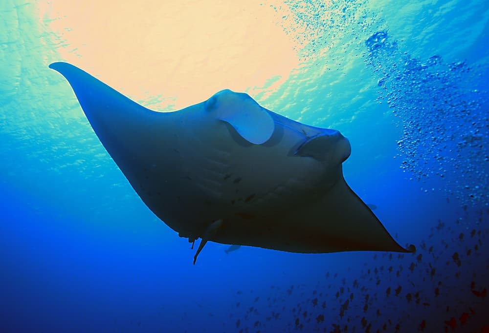 Rasdhoo Dive and Water Sports