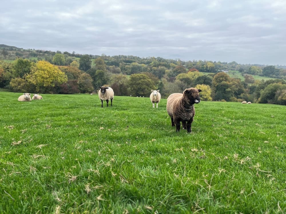 Shepherds Cabin at Titterstone