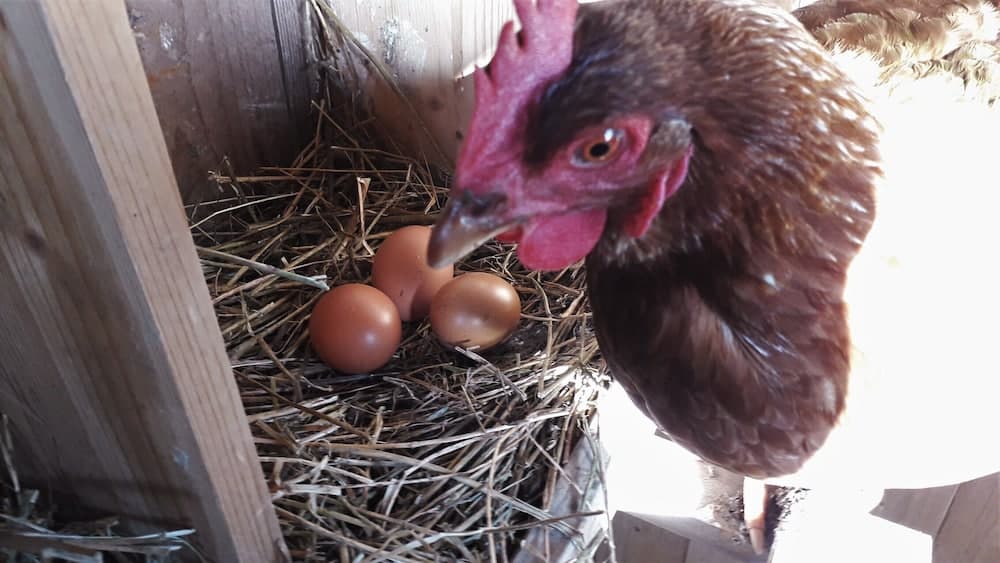 Agriturismo Countryhouse L'Ariete