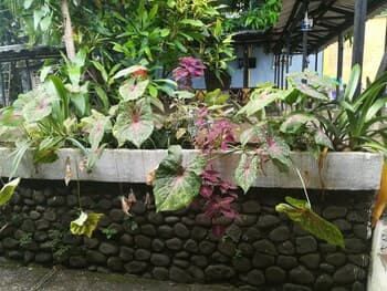 Hotel y Restaurante Paradise