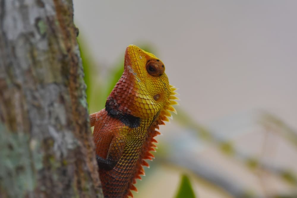 Explorer by Eco Team- Gal Oya National Park