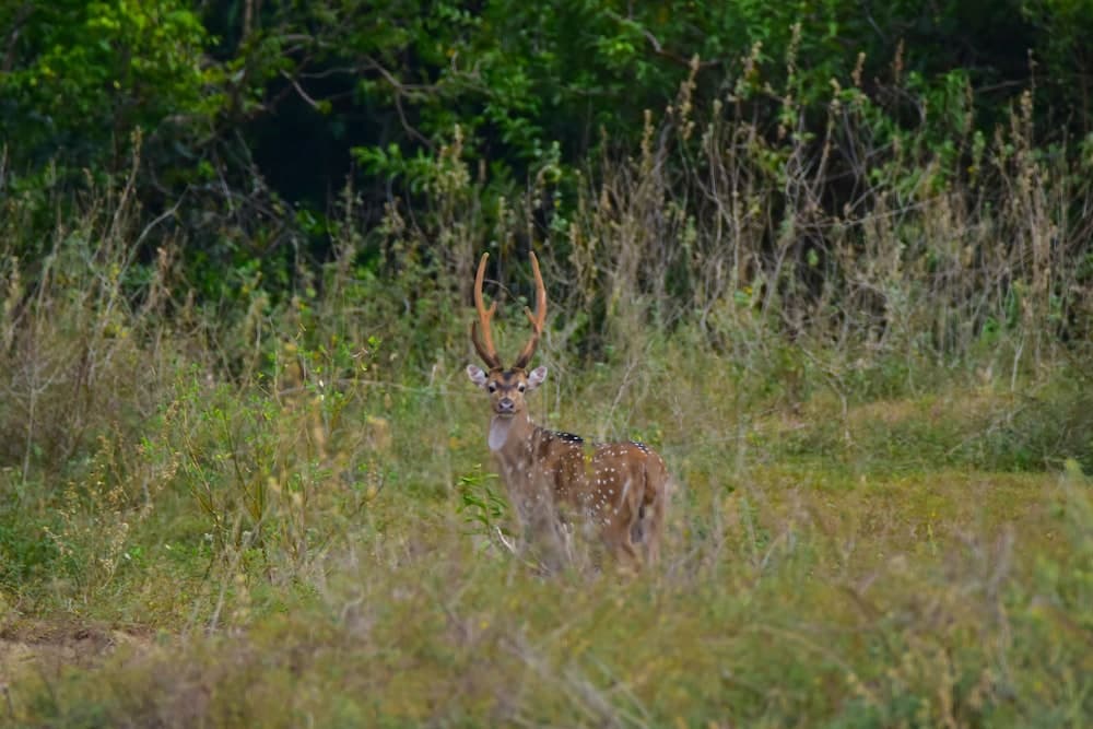 Explorer by Eco Team- Gal Oya National Park