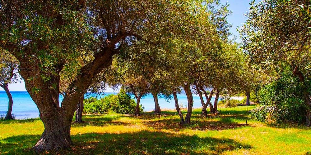 Malt Beachfront Villa