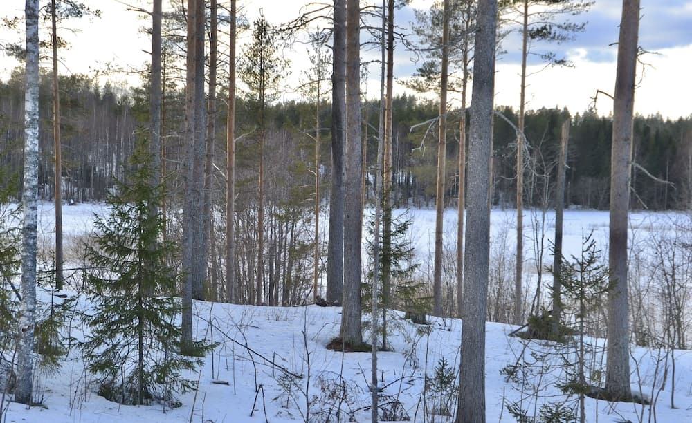 A. Tuomarniemen Kartano