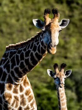 Garden Route Safari Camp