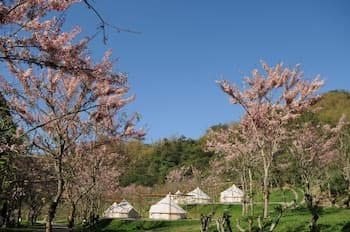 The Tale of Butterfly