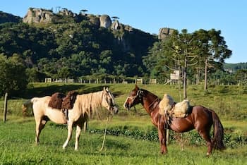 Hotel Fazenda Pedras Brancas