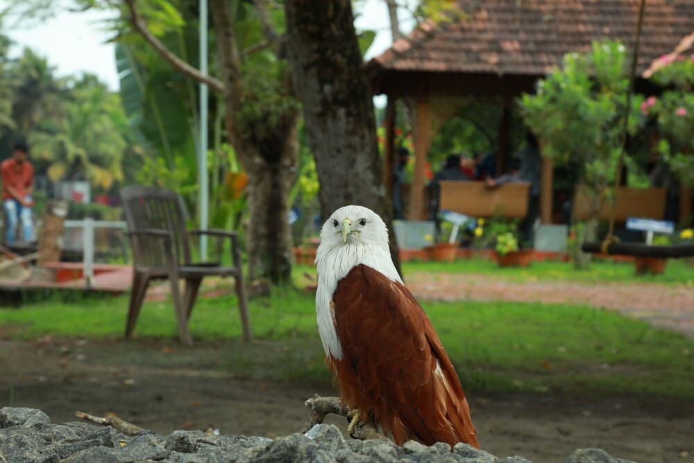 Ayurrathna Coir Village Lake Resort