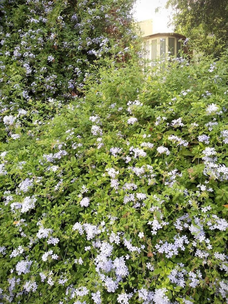 S&L  Near The Beach And The Rambam