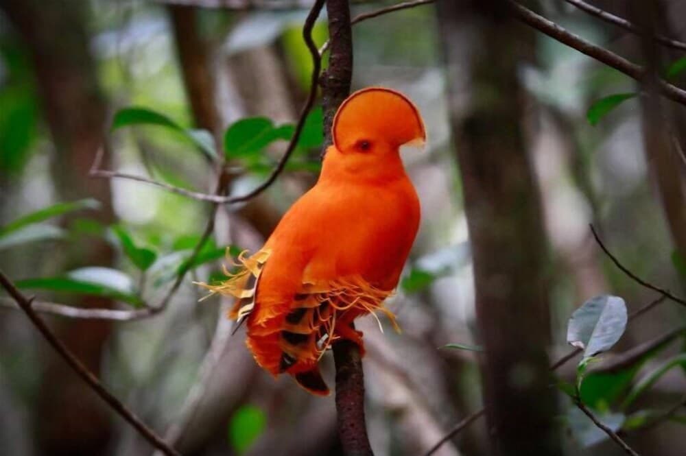 Pousada Aldeia Mari-Mari Amazon Lodge