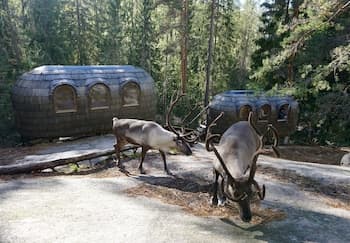 Igluhut sleeping with reindeer